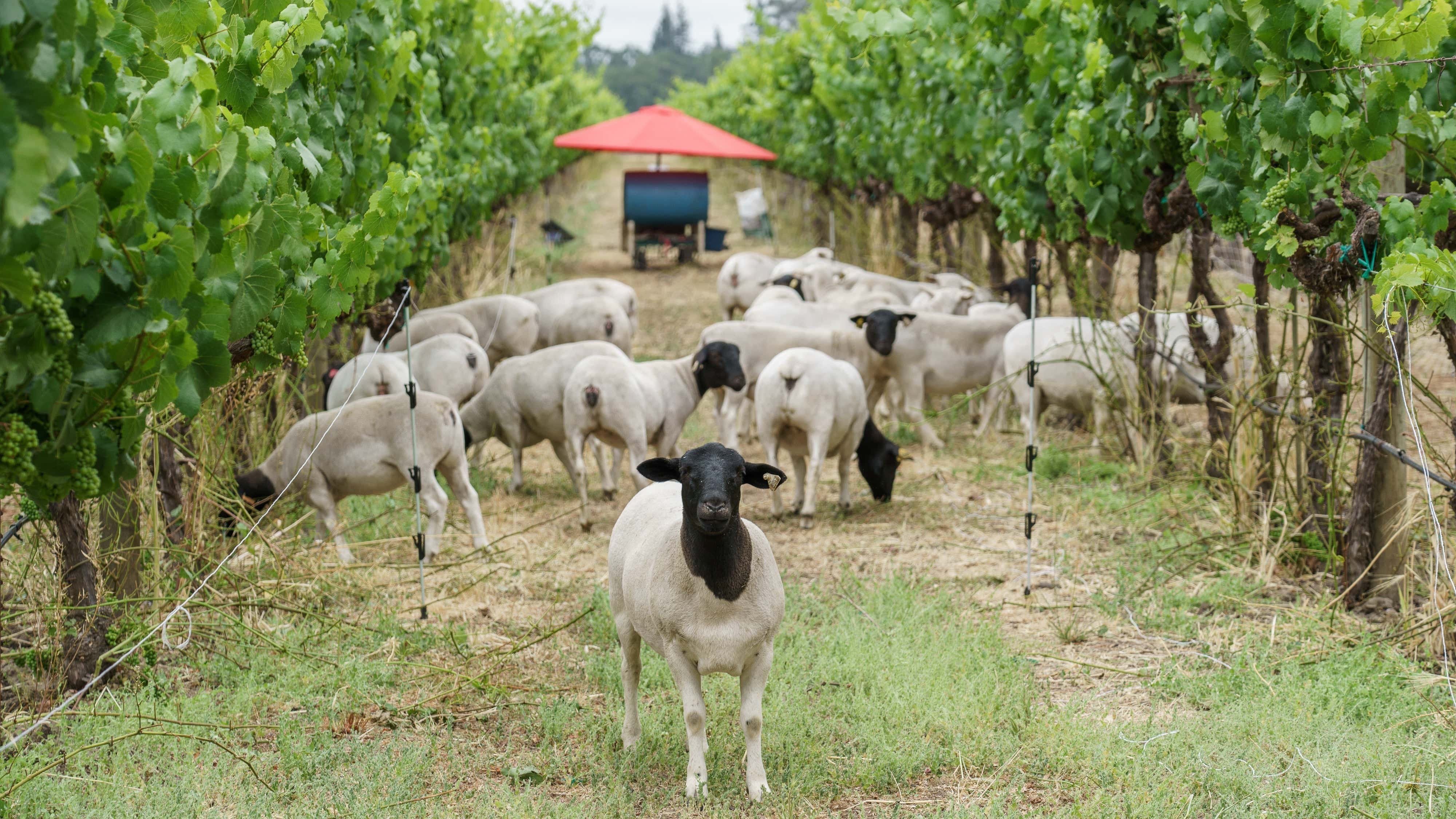 These Brands Are Reimagining What It Means to Be Sustainable in the Wine Industry
